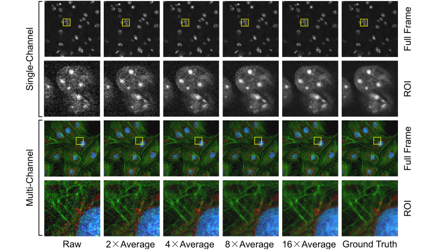 A Poisson-Gaussian denoising dataset with real fluorescence microscopy images