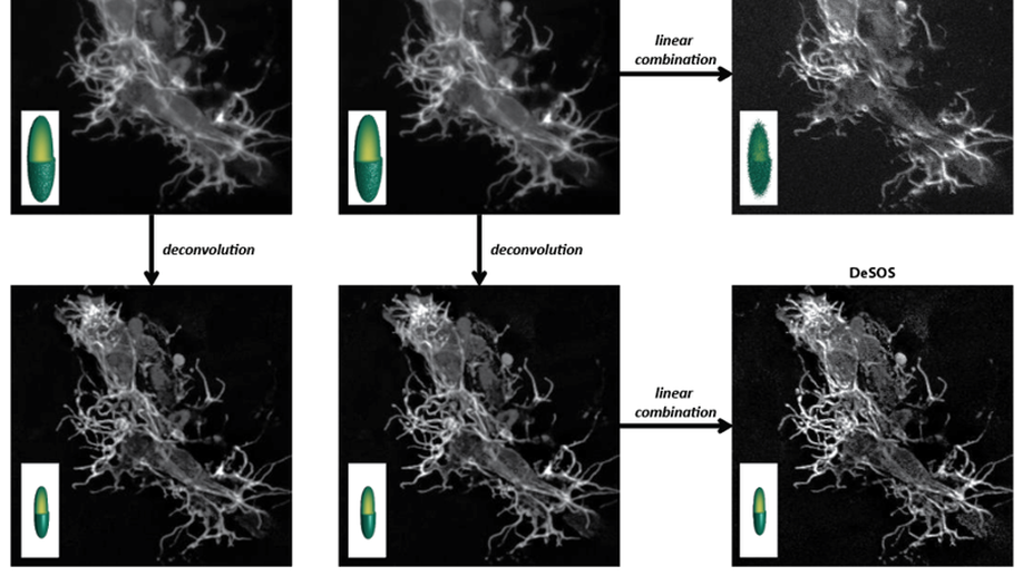 Generating intravital super-resolution movies with conventional microscopy reveals actin dynamics that construct pioneer axons