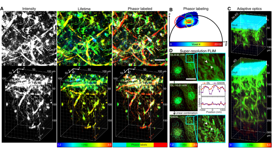Instant FLIM enables 4D in vivo lifetime imaging of intact and injured zebrafish and mouse brains