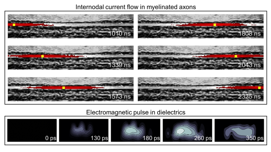 Ultrafast and hypersensitive phase imaging of propagating internodal current flows in myelinated axons and electromagnetic pulses in dielectrics